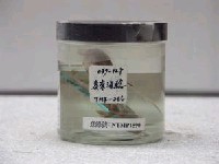 藏品(斑海鯰)的圖片